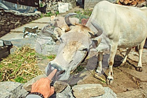 Human finger on cow nose on background Vashishy village