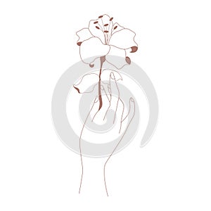 Human fingers hold a beautiful Lily Flower symbol. Vector illustration a hand holds a flower