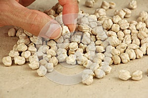 Human fingers hold chickpea seed to estimate or compare the size, heap of dried chickpeas on craft paper, close-up view