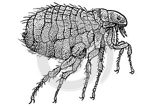Human flea illustration, drawing, engraving, ink, line art, vector