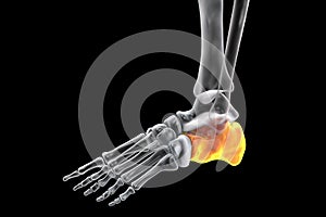 Human foot anatomy. Calcaneus bone of the foot