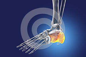 Human foot anatomy. Calcaneus bone of the foot