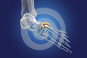 Human foot anatomy. Cuboid bone of the foot
