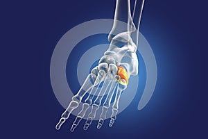 Human foot anatomy. Cuboid bone of the foot