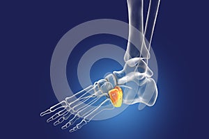 Human foot anatomy. Cuboid bone of the foot