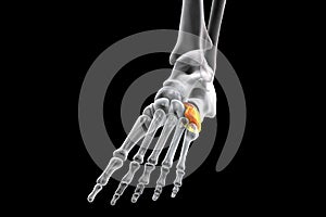 Human foot anatomy. Cuboid bone of the foot