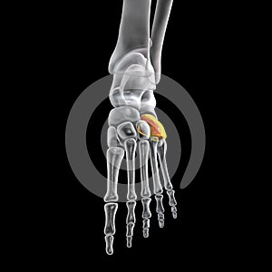 Human foot anatomy. Cuboid bone of the foot