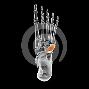 Human foot anatomy. Cuboid bone of the foot