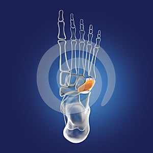 Human foot anatomy. Cuboid bone of the foot