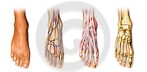 Human foot anatomy cutaway representation.