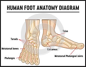 Human foot anatomy diagram with the name and description of all sites