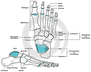 Human foot anatomy infographic diagram photo