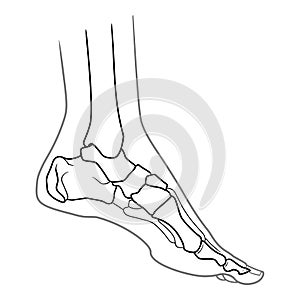 Human foot anatomy. Left leg inside view. Bones of the foot. Isolated on a white background