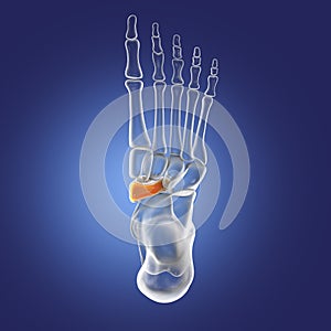 Human foot anatomy. Navicular bone of the foot
