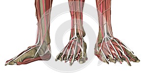 Human foot anatomy skinless