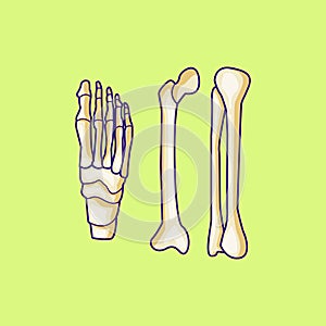 human foot bone vector stock illustration isolated design