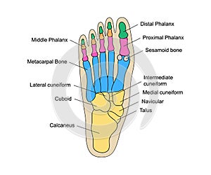 Human foot bones anatomy with descriptions. Educational diagram of internal organ illustration. Calcaneus, tarsals photo