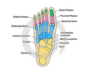 Human foot bones anatomy with descriptions. Educational diagram of internal organ illustration. Calcaneus, tarsals