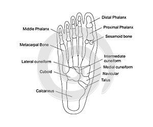 Human foot bones anatomy with descriptions. Foot parts structure. Human internal organ illustration.