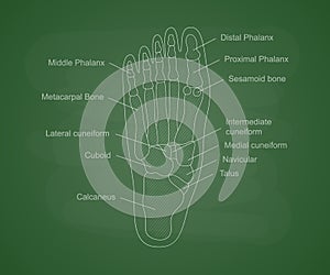 Human foot bones anatomy on a green school board. Educational content for medical university. Human foot diagram with