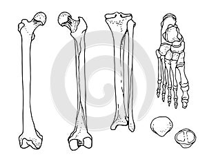 Human foot bones, femur, tibia and fibula, foot, patella