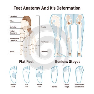 Human foot bones. Footstep anatomical structure with captions,