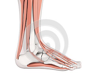 Human Foot Muscles Anatomy