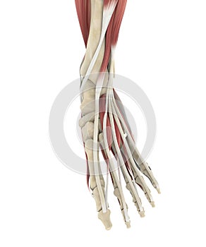 Human Foot Muscles Anatomy