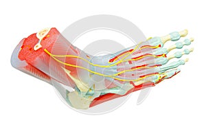 Human Foot Muscles Anatomy Model.