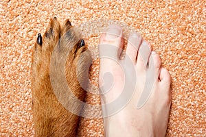 Human foot and paw.