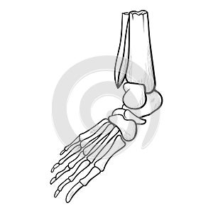 Human foot skeleton icon, line art anatomy drawing