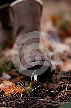Human foot stepping on a snowdrop in the forest