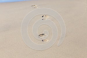 Human footprint on sand summer tropical beach background