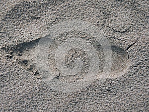 Human footprint in the wet sand of the beach