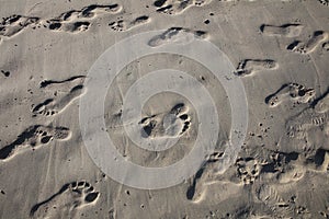 Human footprints on a beach vacation trip on the beach of Patton Beach in Phuket, Thailand