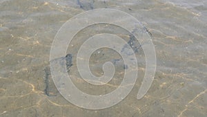 Human footprints at the bottom of a sandy transparent lake. Pure natural water of the reservoir