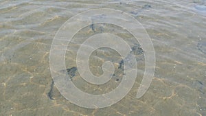 Human footprints at the bottom of a sandy transparent lake. Pure natural water of the reservoir