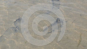 Human footprints at the bottom of a sandy transparent lake. Pure natural water of the reservoir