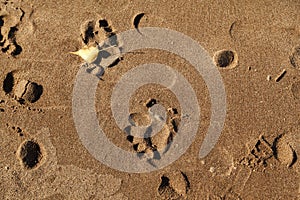 Human footprints in the sand on the beach, texture background