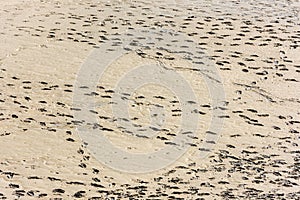 Human footprints on the sand of the sea bottom