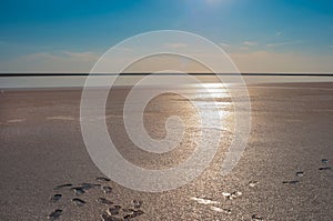 Human footprints on the shore of a salt lake.