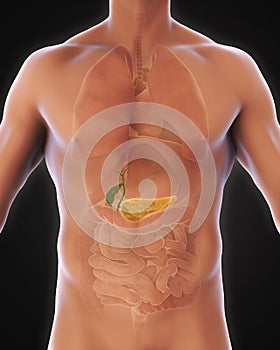 Human Gallbladder and Pancreas Anatomy