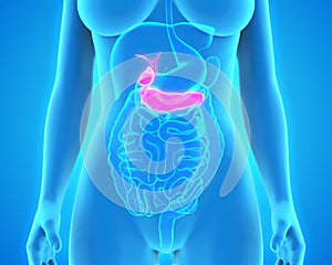 Human Gallbladder and Pancreas Anatomy