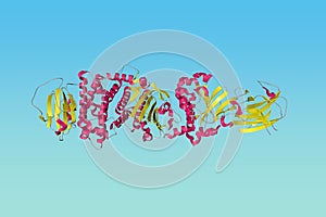 Human gamma herpesvirus 8 in complex with EphA2. Ribbons diagram. 3d illustration