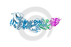 Human gamma herpesvirus 8 in complex with EphA2. Ribbons diagram. 3d illustration