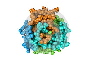 Human gamma-thrombin. Rendering with differently colored protein chains. 3d illustration