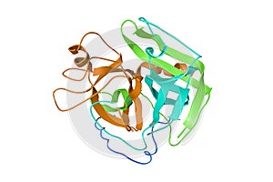 Human gamma-thrombin. Ribbons diagram with differently colored protein chains. 3d illustration