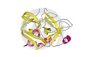 Human gamma-thrombin. Ribbons diagram in secondary structure coloring. 3d illustration