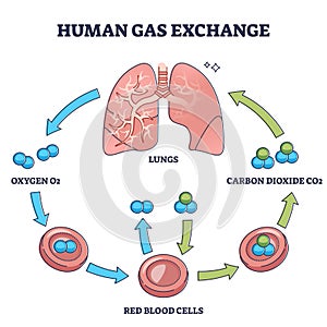 Human gas exchange process with oxygen cycle explanation outline diagram