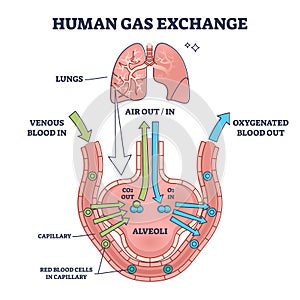 Human gas exchange system with blood oxygen circulation outline diagram photo